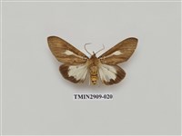 藏品(圓端擬燈蛾)的圖片